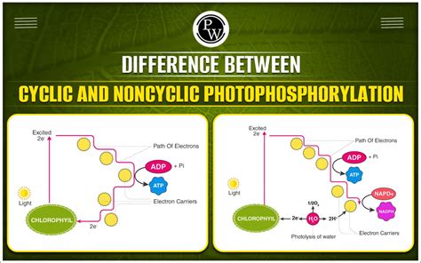 Difference Between Cyclic And Noncyclic Photophosphorylation