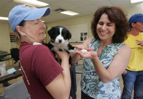 Camarillo animal shelter needs foster parents to help cut kill rates