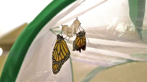 Monarch Butterfly Hatching Time Lapse - YouTube