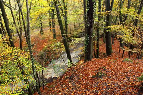 Photographing Autumn Woodlands - Paul Miguel Wildlife Photography