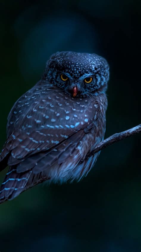 84 Wallpaper Black Owl Pics - MyWeb