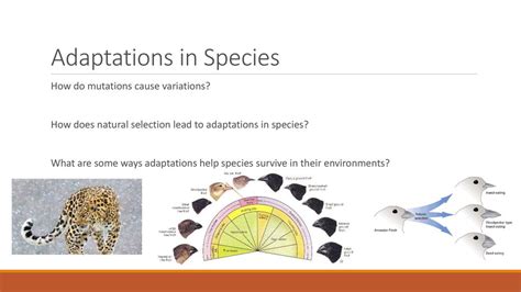 Adaptations in Species - ppt download