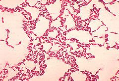 Bacillus coagulans - Probiotics DatabaseProbiotics Database