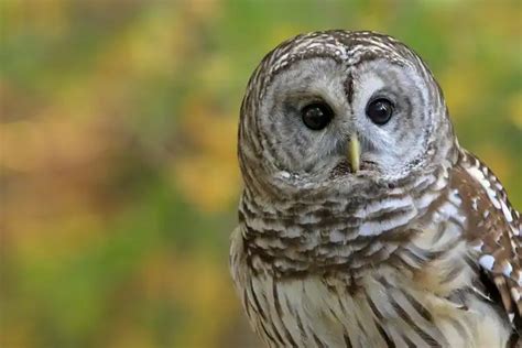 Barred Owl - Facts, Size, Diet, Pictures - All Animal Facts