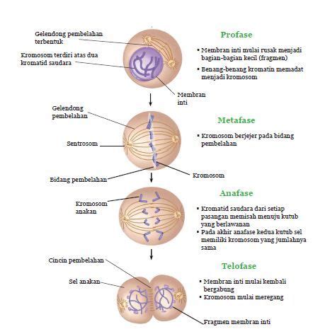 Gambar Proses Mitosis