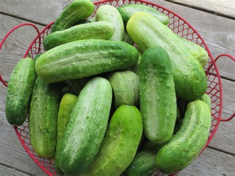 Boston Pickling Cucumber | White Harvest Seed Company