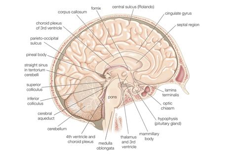 Prosencephalon Mesencephalon Rhombencephalon