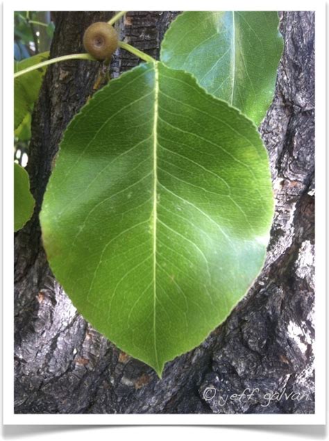 callery pear – identifying by leaf | Boulder Tree Care - Pruning & Tree ...