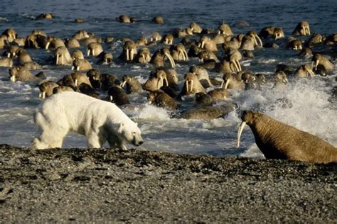 Polar Bear vs Walrus • Polar Bear Facts