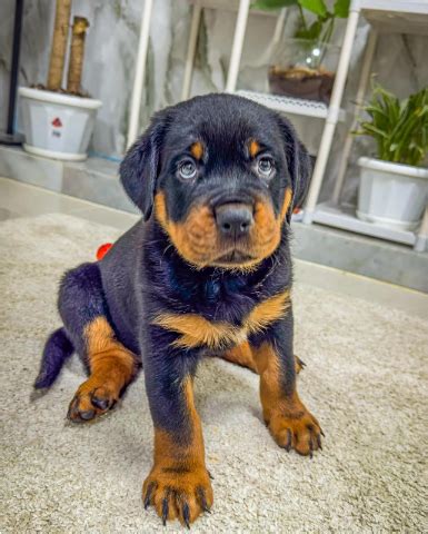 Rottweiler: Are Rottweilers the Best Guard Dogs?