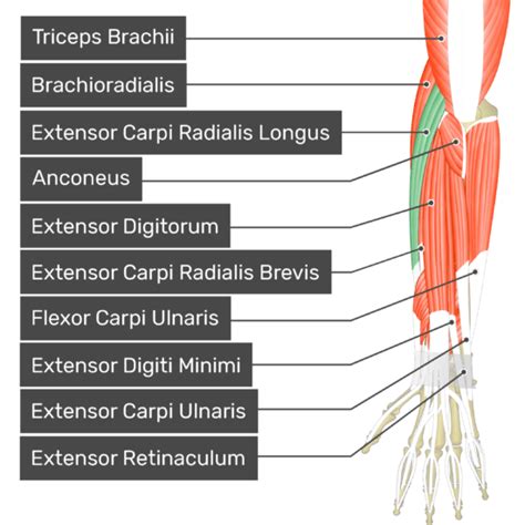 Extensor Carpi Radialis Longus Function - amarelogiallo