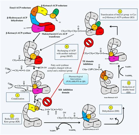 Fatty Acid Synthesis Pathway Diagram