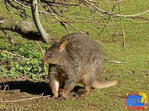 Tasmanian Devil Conservation Park in Tarrana, Tasmania | Ivan About Town