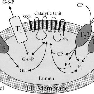 (PDF) The Biochemistry and Molecular Biology of the Glucose-6 ...