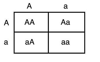 Allele - encyclopedia article - Citizendium