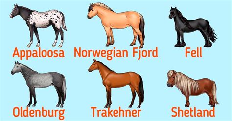 A Guide on Different Horse Breeds / 5-Minute Crafts