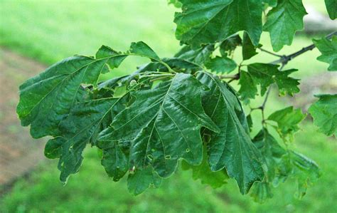 Quercus bicolor (swamp white oak) 5 | Quercus bicolor Willde… | Flickr
