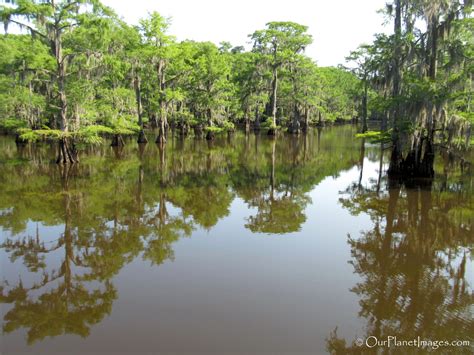 Caddo Lake State Park, East Texas