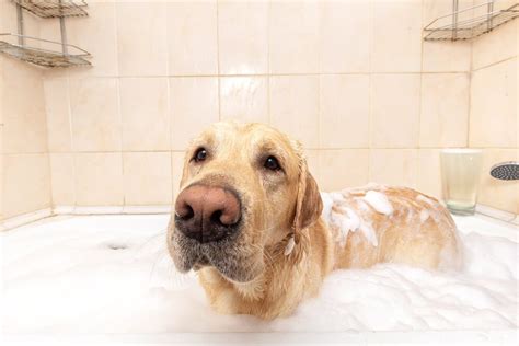 The Best 7 Dog Dandruff Shampoo: Benefits, Reviews, and More ...