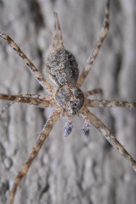 Close-up of a Dark Fishing Spider · Free Stock Photo