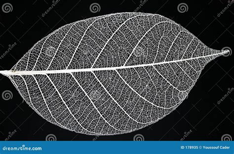 Leaf Skeleton Royalty Free Stock Photo - Image: 178935