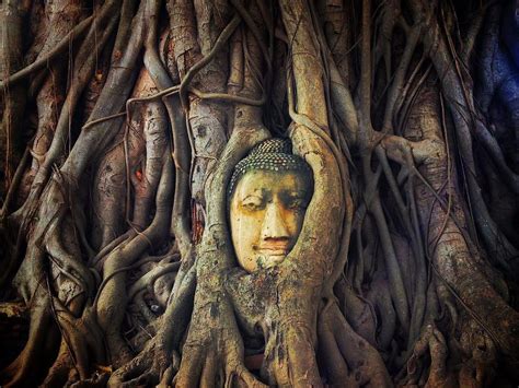 Buddha in the Banyan Tree Photograph by Nik R-H | Fine Art America