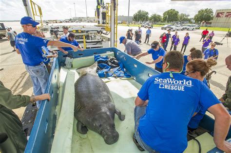 SeaWorld Orlando Manatee Rescue