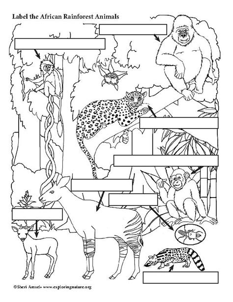 Rainforest Animals Coloring Page