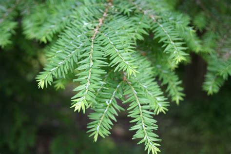 Hemlock, Eastern | Nebraska Forest Service