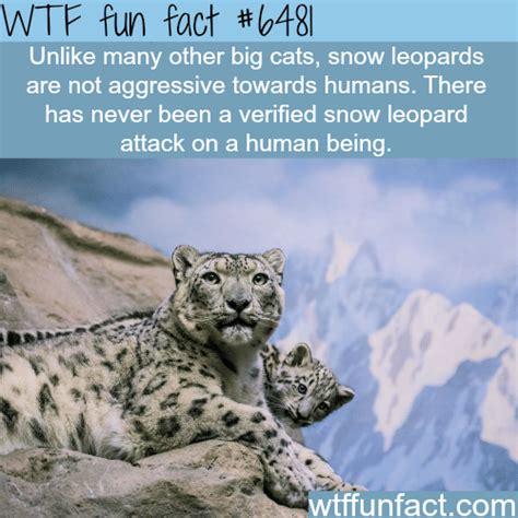 snow leopards wtf fun facts