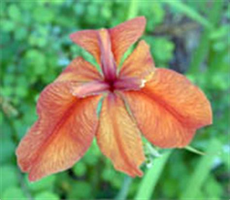 Louisiana Iris Species - Fulva