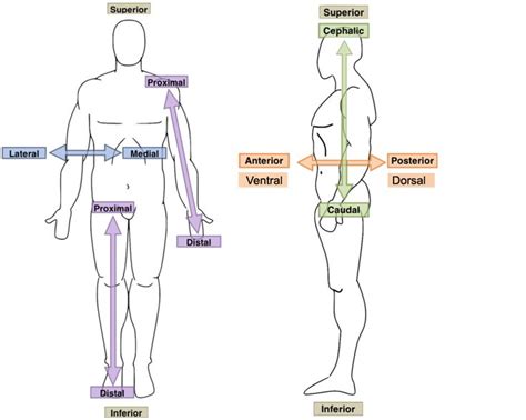 Anatomical Orientation and Directions | Human Anatomy and Physiology ...