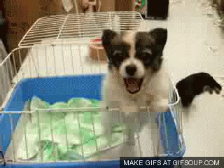 Puppy Barking GIF - Find & Share on GIPHY