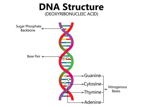 Vector scientific icon spiral of DNA and RNA. An illustration of the differences in the ...