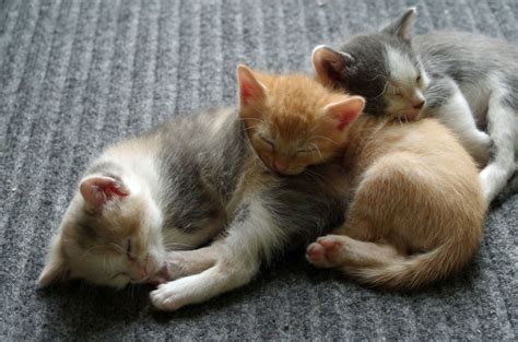 three kittens sleeping 5845d3405f9b5851e5a3c25e - Cute Kittens Photo ...