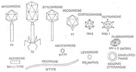 Study Biotechnology: Bacteriophage's Morphology