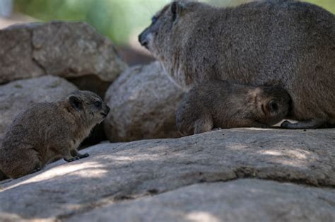 Wombat And Babies Free Stock Photo - Public Domain Pictures