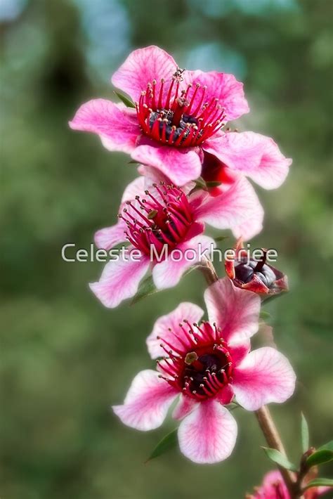 "New Zealand tea tree flowers" by Celeste Mookherjee | Redbubble