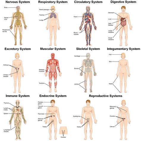 Human Integumentary System Organs