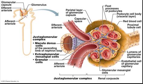 Resultado de imagen para macula densa nephron | Medical anatomy, Renal physiology, Medical ...