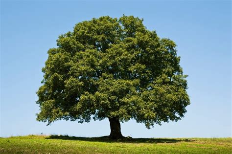 White Oak Tree Seeds for Planting | 5 Big Healthy Seeds | White Oak is Prized for Attractive ...