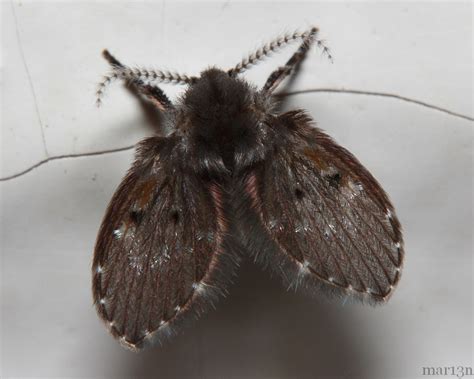 Drain Fly / Moth Fly - Clogmia albipunctata - North American Insects ...