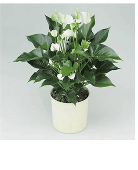 White anthurium plant