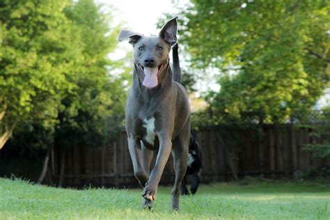 What is the State Dog of Texas? - WorldAtlas