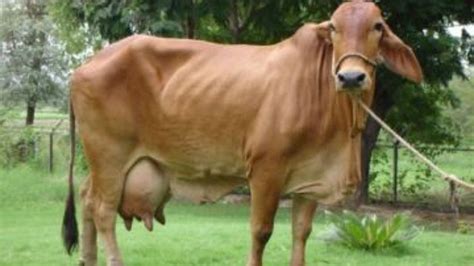 cow :- Which breeds of cow give more milk in India?