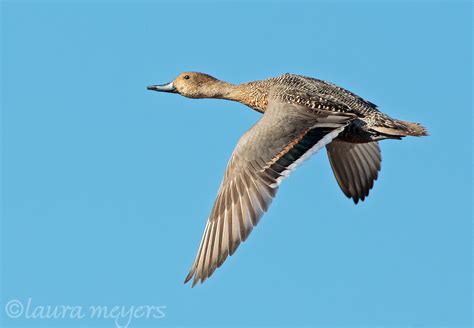 Northern Pintail Female in Flight | Laura Meyers Nature Photography