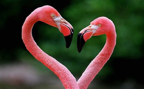 Download Pink FLamingo Love BIrds Heart Wallpaper | Wallpapers.com