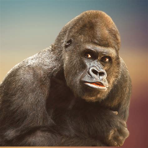 Gorilla Sounds - Apps on Google Play