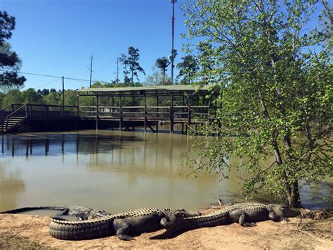 Gator Country | Beaumont, TX 77705