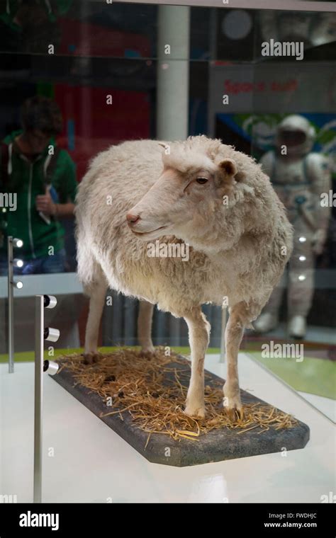 Cloned sheep dolly hi-res stock photography and images - Alamy